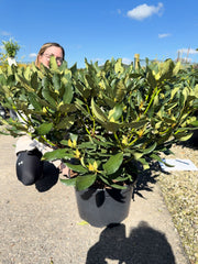 Rhododendron Hybrid Nova Zembla 25 Litre Pot 100cm Wide