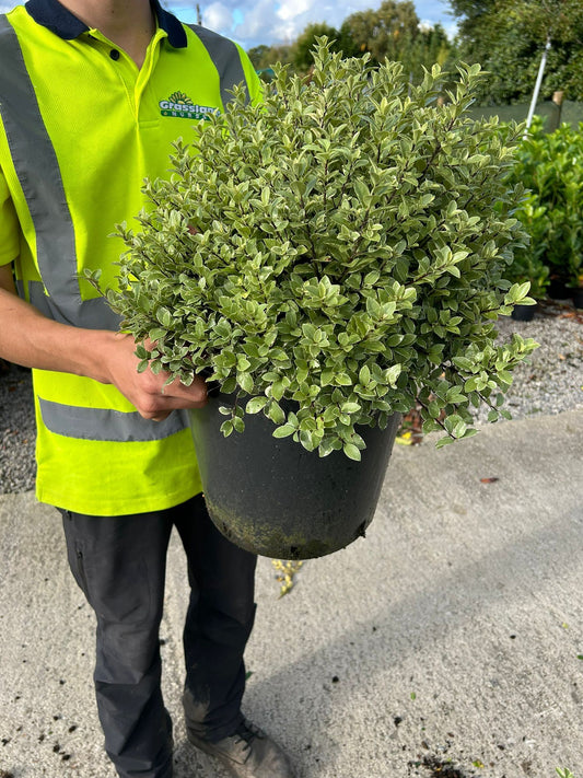 Pittosporum Tenuifolium Silver Ball 7.5 Litre Pot