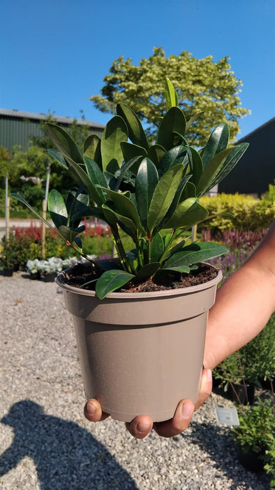 Skimmia Japonica Rubella 2 Litre Pot