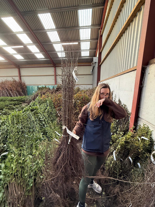 Blackthorn Hedging Bare Root 60-100 cm Delivery from November