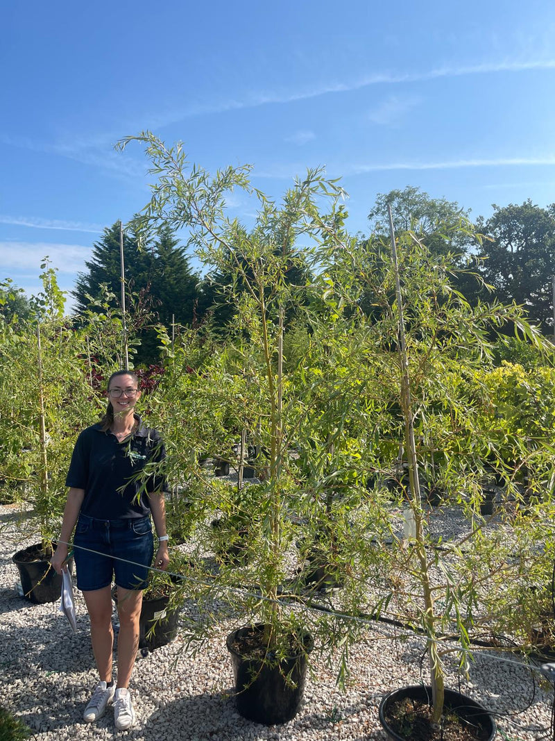 Salix x sepulcralis Tristis - Chrysocoma 30 Litre Pot