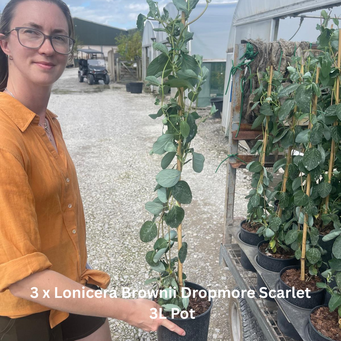 12 x Fragrant Shrub Mix Border Pack