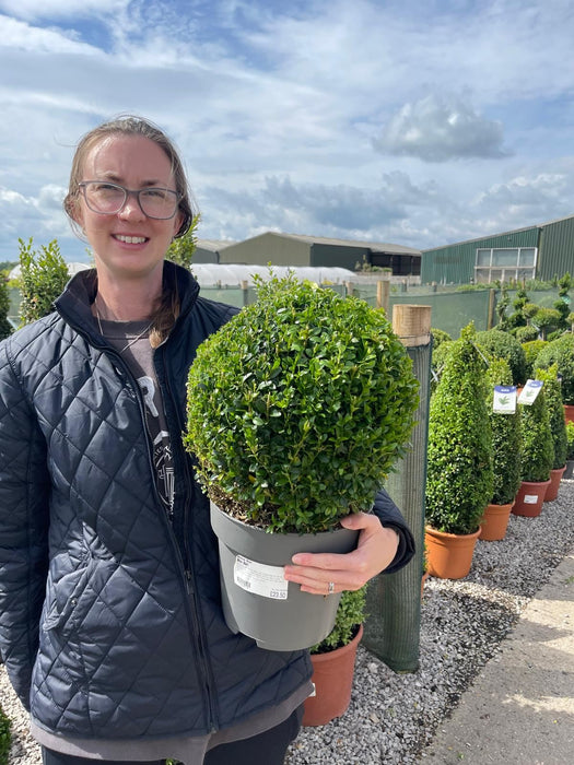 Buxus Ball 5 Litre Pot 25-30cm