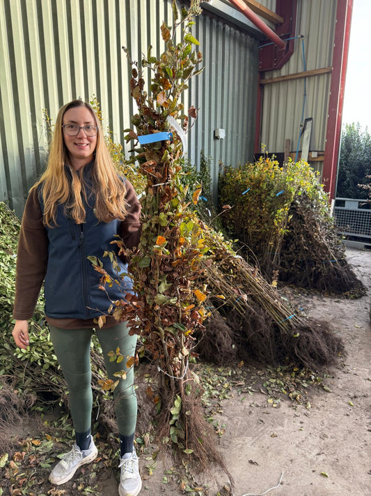 Beech Hedging Green 100-125cm Bare Root Delivery from November