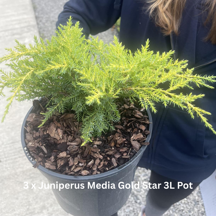 12 x Ground Cover Mixed Border Pack