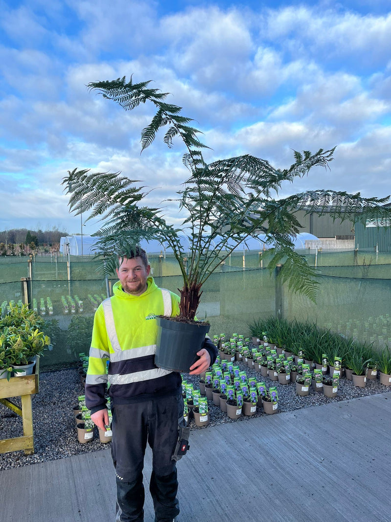 Tree Fern Dicksonia Antarctica 1 Foot Log