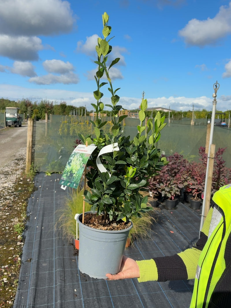 Euonymus Jap. Extravaganza 4.5 Litre Pot