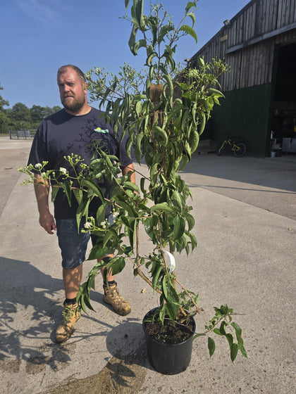Heptacodium Miconioides 20 Litre Pot 100/120cm Tall