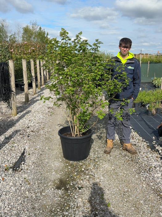 Viburnum Opulus Multi Stem 125/150cm Pre Order/Ready For June
