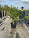 Viburnum Opulus Multi Stem 125/150cm Pre Order/Ready For June