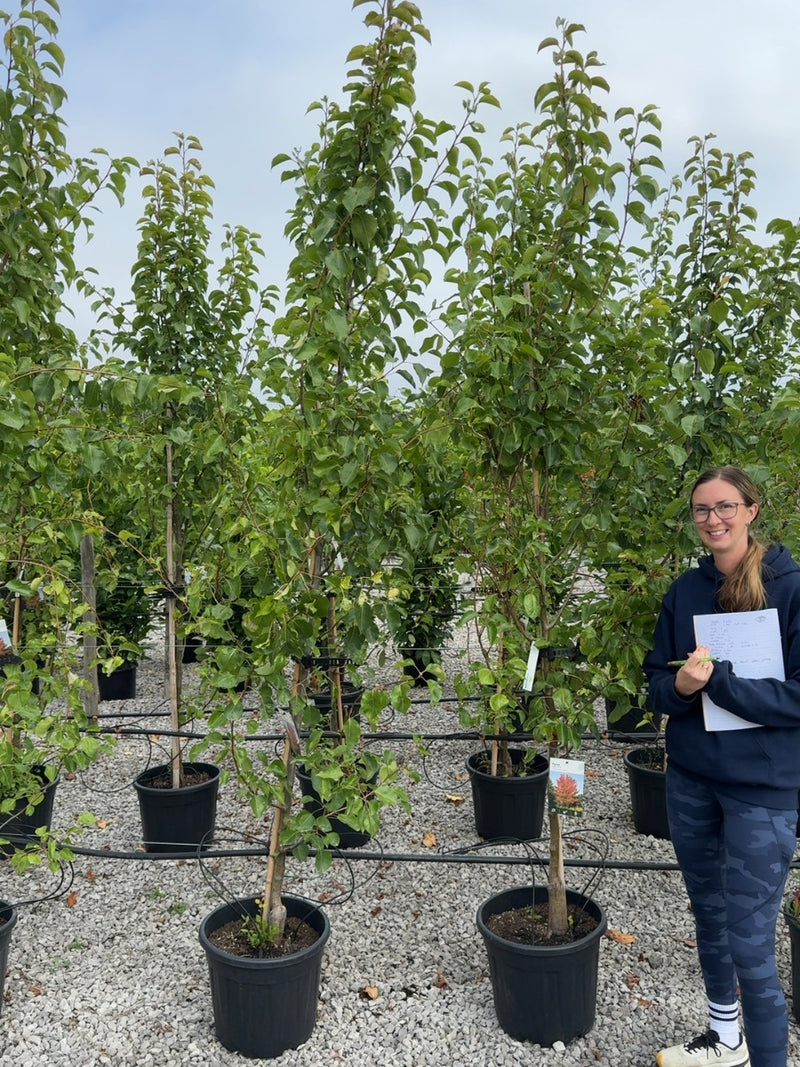 Pyrus Chanticleer 30 Litre Pot