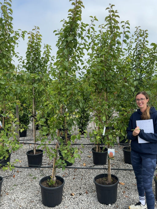 Pyrus Chanticleer 30 Litre Pot
