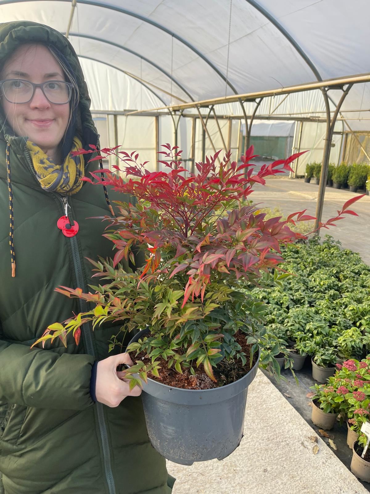 Nandina Domestica Obsessed 10 Litre Pot