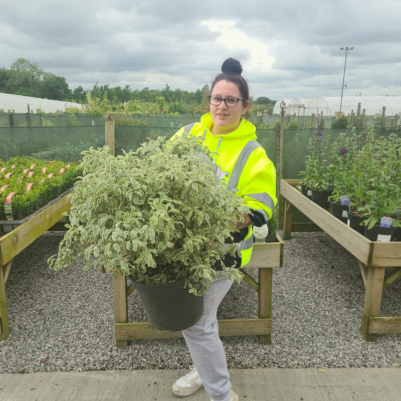 Pittosporum Tenuifolium Variegatum 15 Litre Pot
