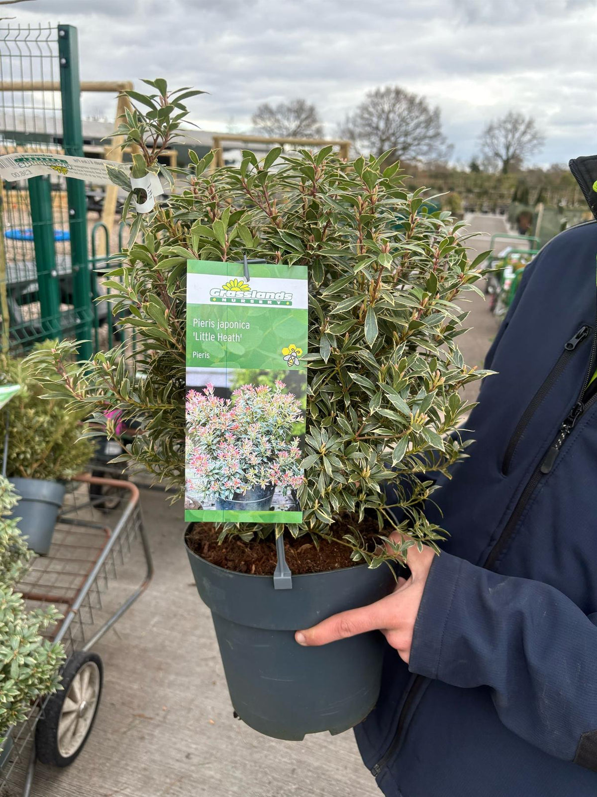 Pieris japonica Little Heath 7.5 Litre Pot