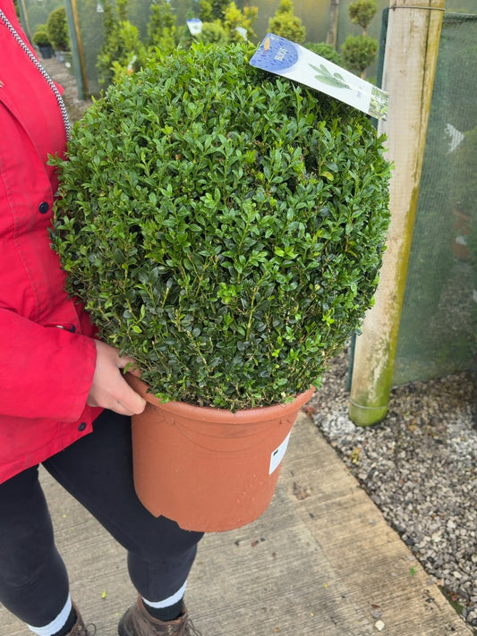 Buxus Ball 10 Litre Pot 40cm