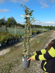 Hedera Glacier 4 Litre Pot