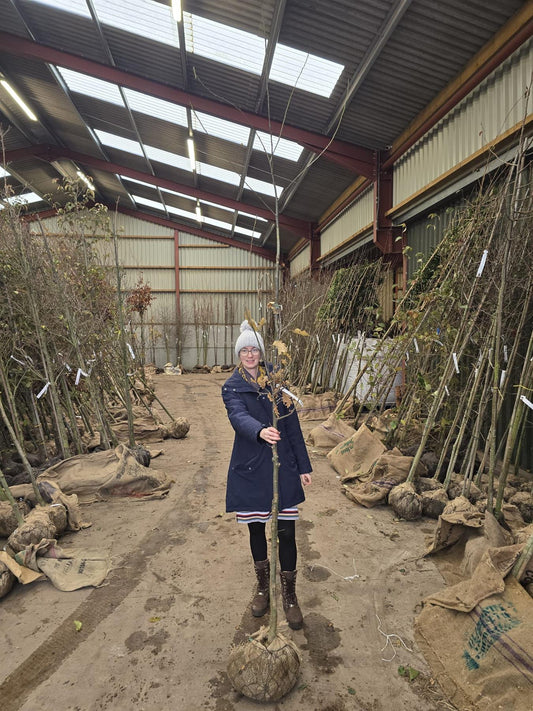 Quercus Petraea Standard 6-8cm Girth