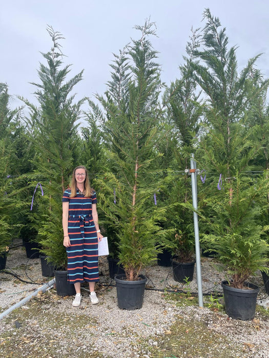 Leylandii Hedging 30 Litre Pot 300/350cm