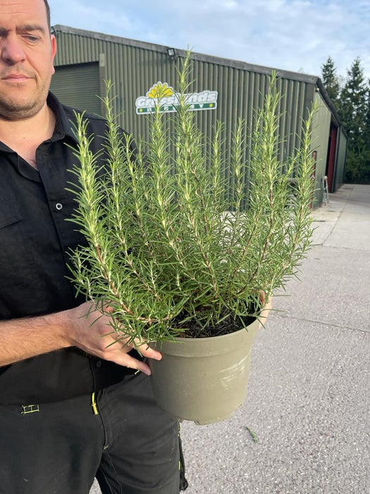 Rosmarinus Officinalis 5 Litre Pot