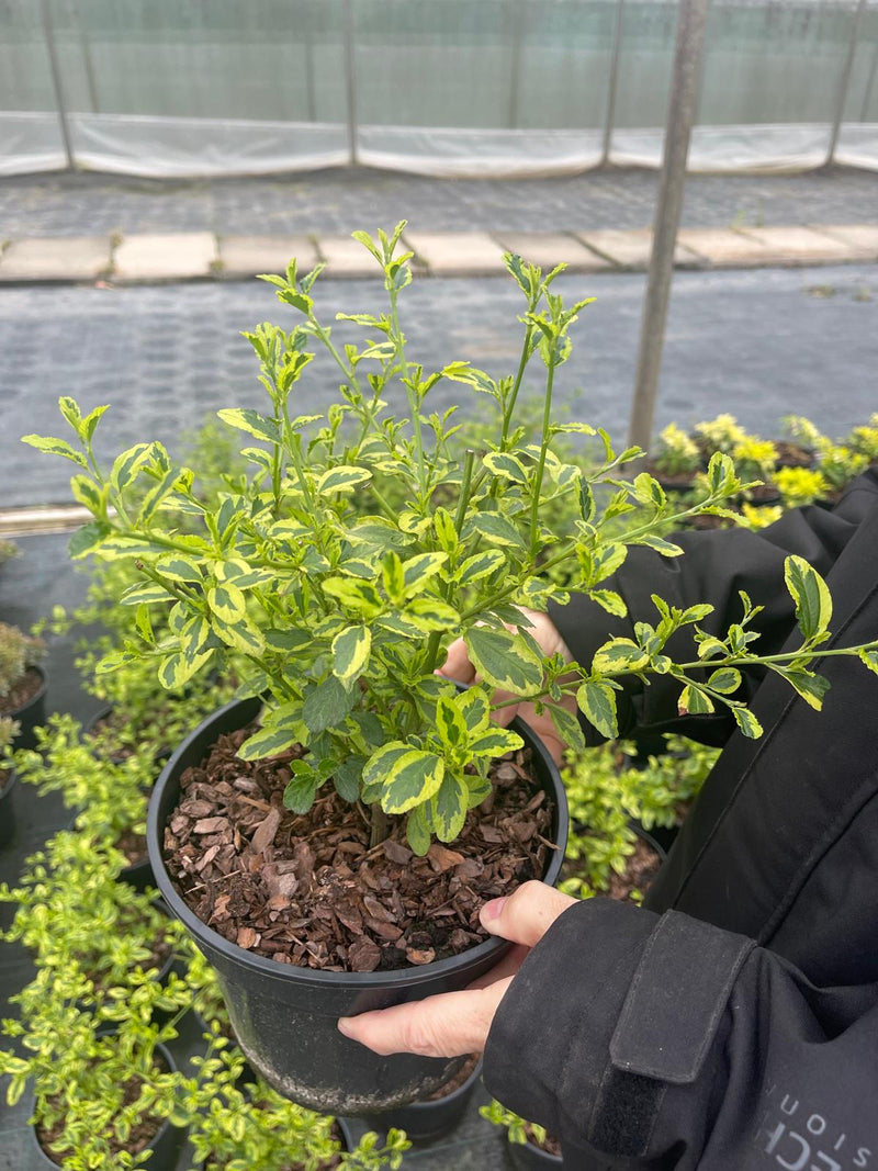 Ceanothus El Dorado 3 Litre Pot