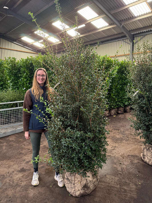 Osmanthus Burkwoodii Specimen 180/200cm