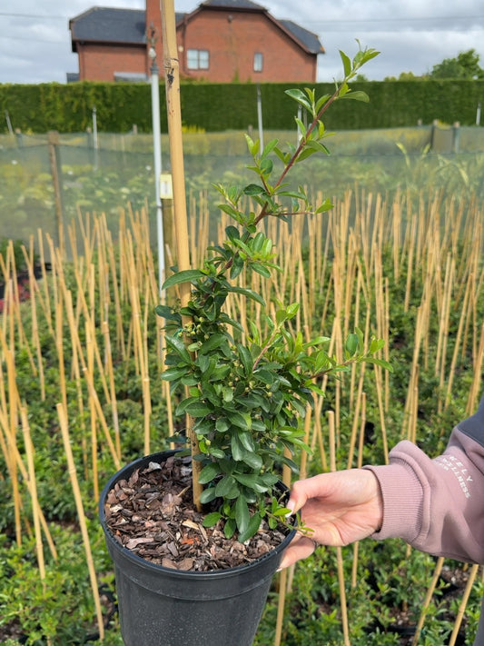 Pyracantha Saphyr® Orange - Firethorn 3 Litre Pot