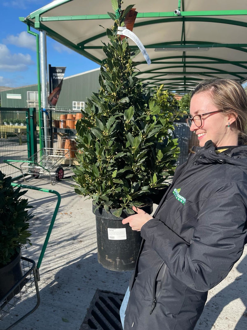 Laurus Nobilis Cone 8 Litre Pot 110 inc. Pot