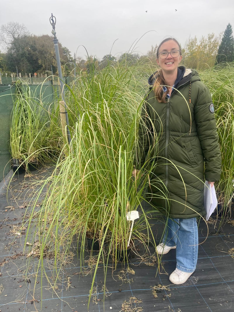 Cortaderia Selloana Pumila 3 Litre Pot