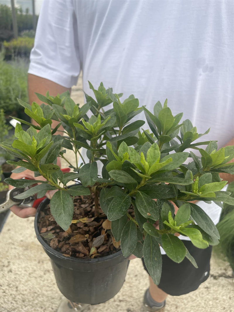 Azalea Japonica Broceliande Lancelot 3 Litre Pot