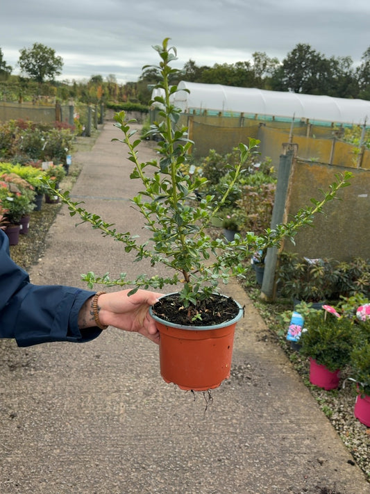 Escallonia Apple Blossom 2 Litre Pot