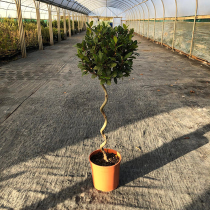 Laurus Nobilis 1/2 Standard 70cm Spiral Stem