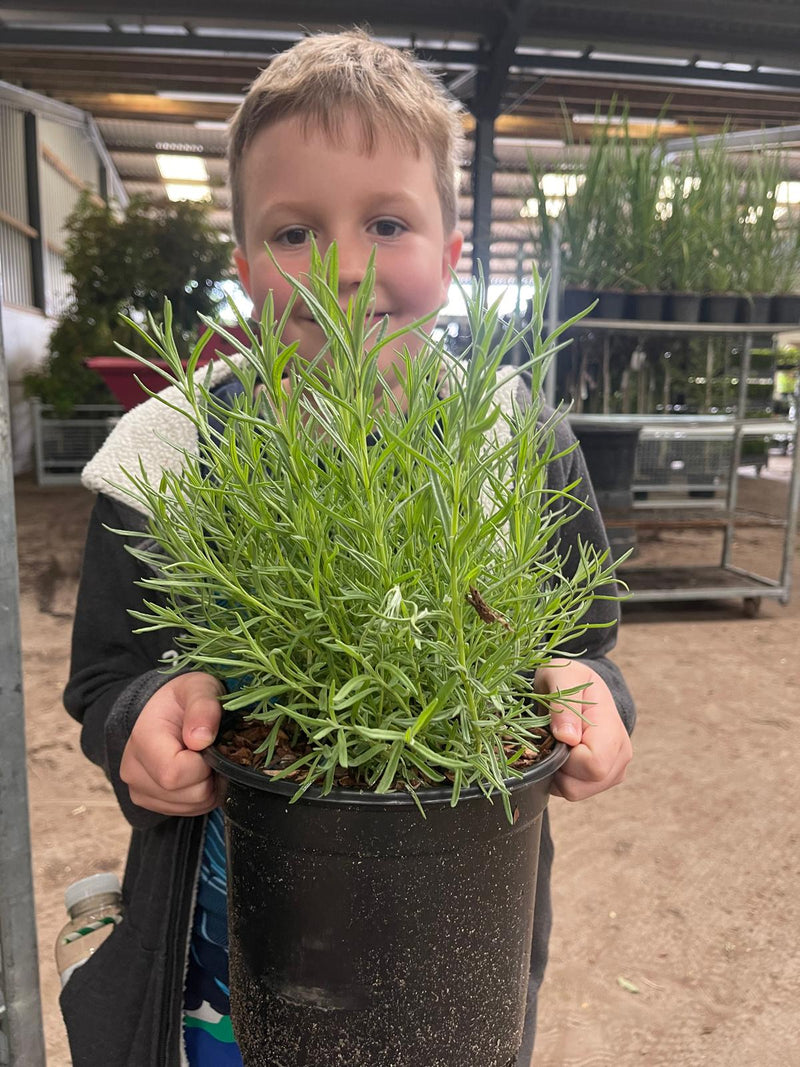 Lavender st Papillon 3 Litre Pot Pot