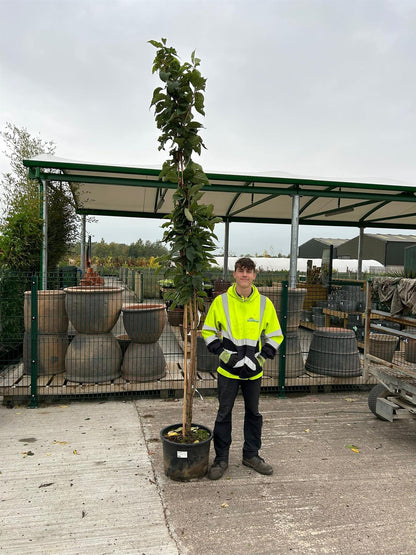 Prunus Amanogawa 50 Litre Pot 200/250cm
