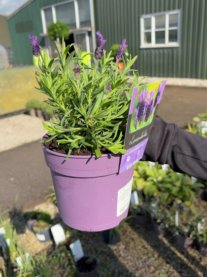 Lavender Stoechas Great Adventure 2 Litre Pot