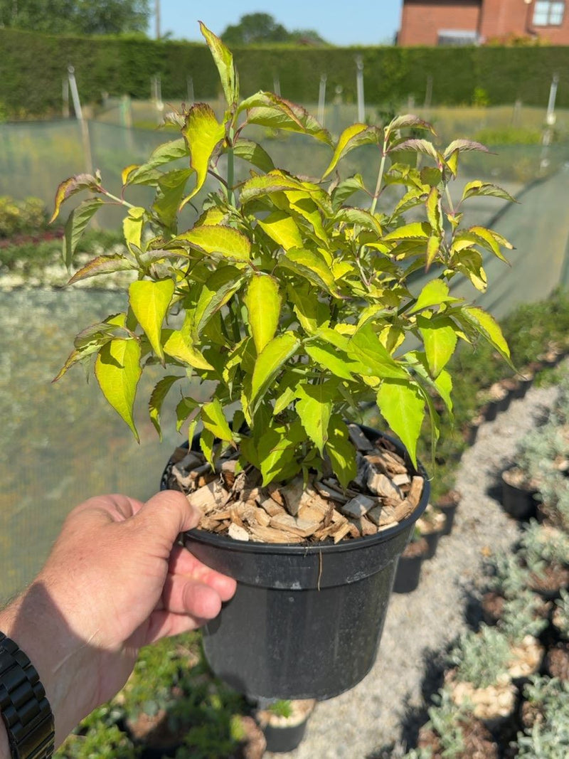 Leycesteria formosa 'Golden Lanterns' - Himalayan Honeysuckle 3 Litre Pot