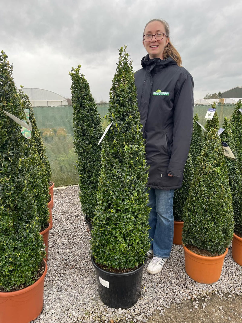 Buxus Cone 20 Litre Pot 120/130cm