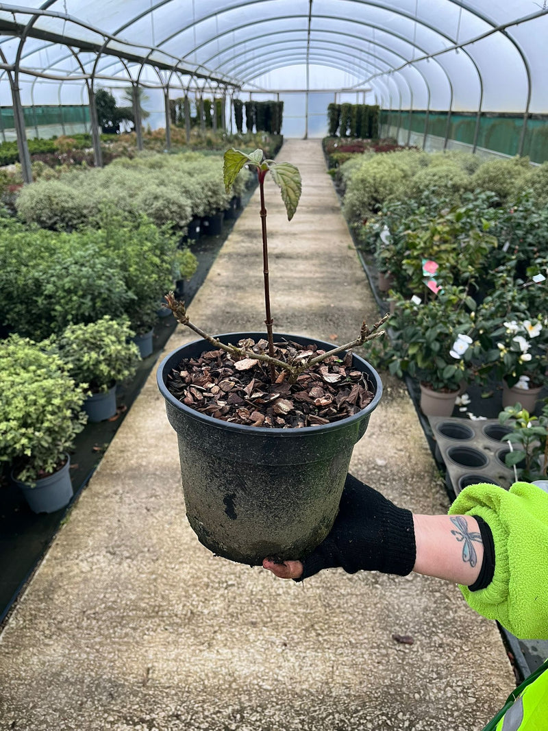 Viburnum Bodnantense Dawn 3 Litre Pot