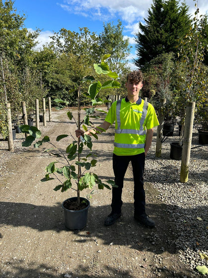 Magnolia Butterflies 15 Litre Pot Tree Shape
