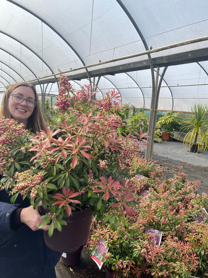 Pieris Japonica Pink Passion 4.5 Litre Pot