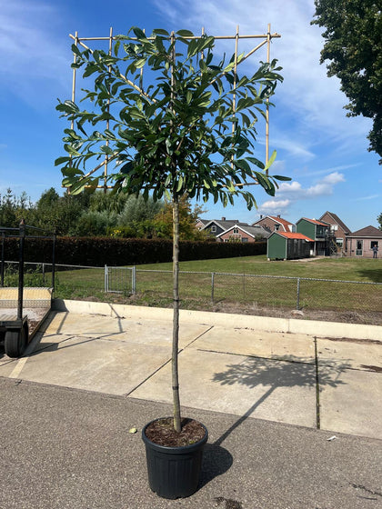 Prunus laur. Novita Pleached 150cm Stem 120 Tall x150cm Wide Ready End Of July