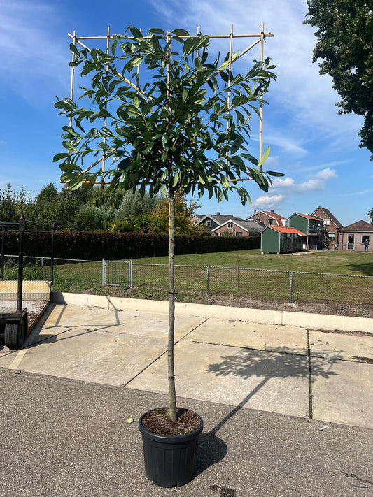 Prunus laur. Novita Pleached 150cm Stem 120 Tall x150cm Wide