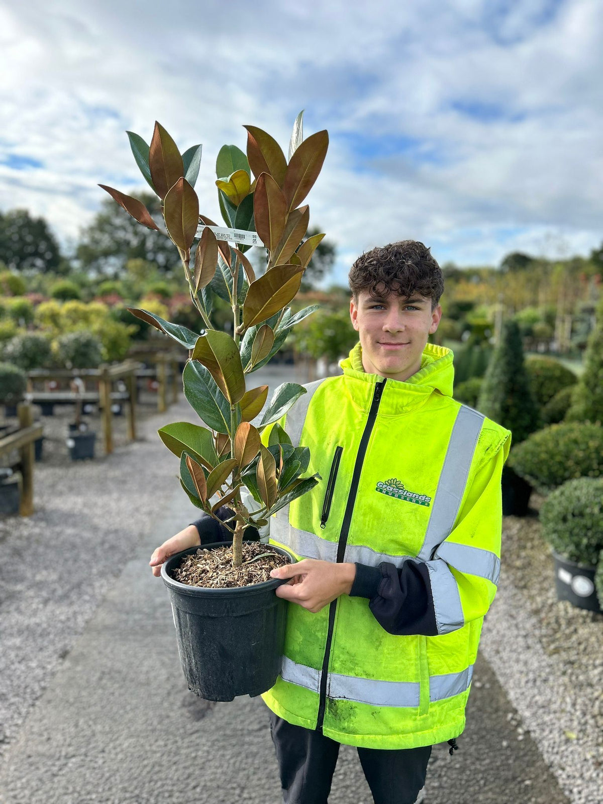 Magnolia Grandiflora Goliath 9 Litre Pot