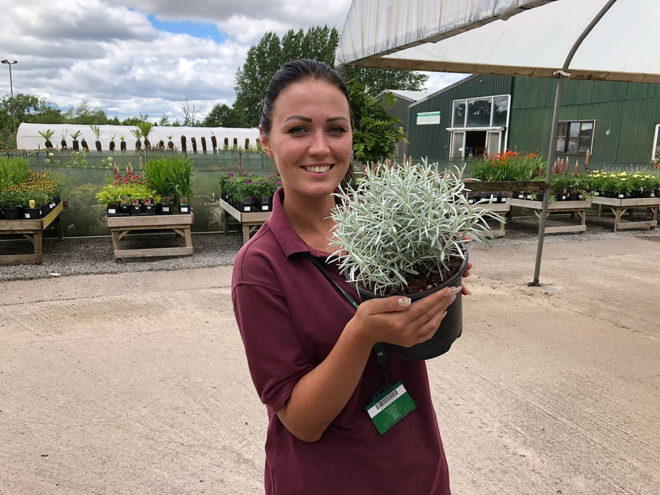 Helichrysum Italicum 3 Litre Pot