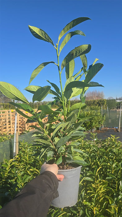 Cherry Laurel Hedging 4.5 Litre Pot 80/90cm