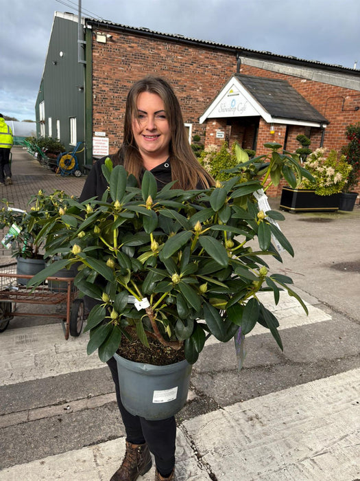 Rhododendron Hyb Catawbiense Grandiflorum 12 Litre Pot