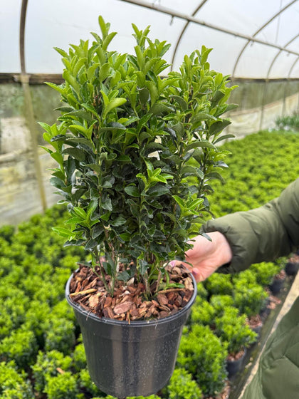 Euonymus japonicus Green Spire 2 Litre Pot