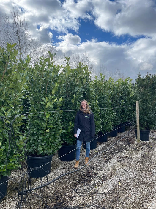 Cherry Laurel Hedging Super Size 225/250 110 Litre Pot
