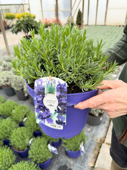 Lavender Angustifolia Hidcote 5 Litre Pot