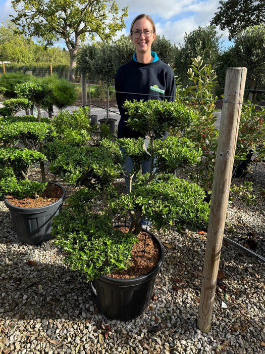 Ilex Crenata Blondie Bonsai 55 Litre Pot